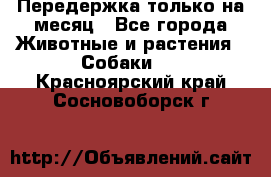 Передержка только на месяц - Все города Животные и растения » Собаки   . Красноярский край,Сосновоборск г.